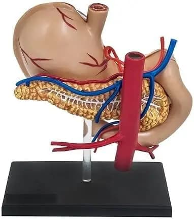 Human stomach anatomy model Detachable medical teaching stomach model