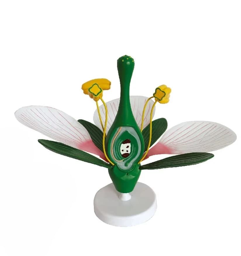 Dicot plant flowering model plant flower structure model is used in school bioscience education