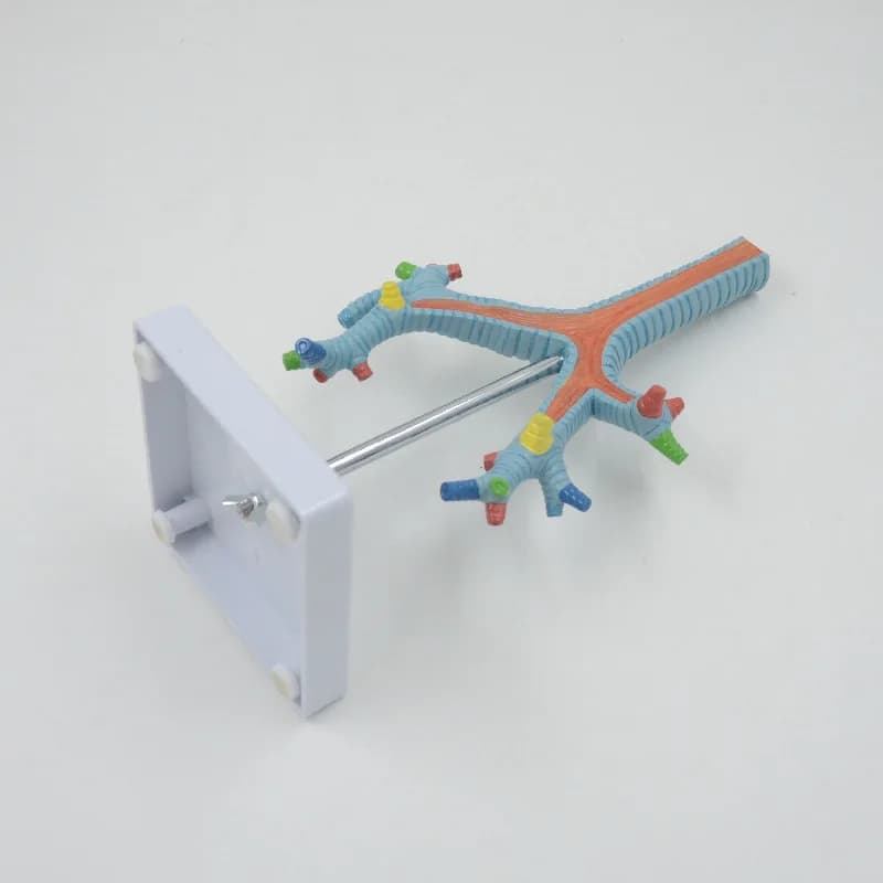 Bronchial tree model Respiratory system model Medical teaching model