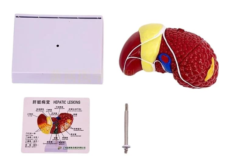 Color human liver model organ structure school explanation teaching aids