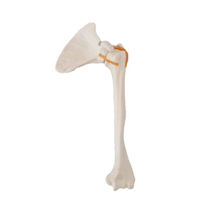 High-quality skeletal anatomy shoulder joint teaching and training mode