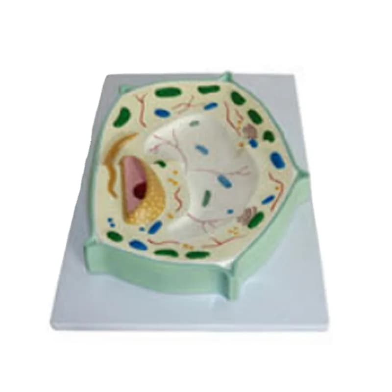 Cell biology model plant cell anatomy model science education model