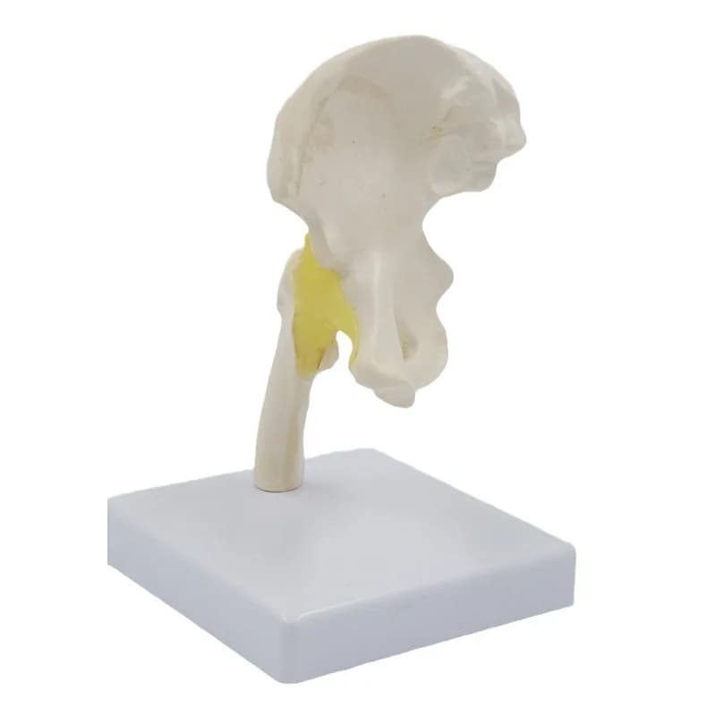 Small hip joint model rehabilitation teaching aids