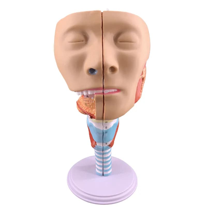 Medical teaching nose, mouth and throat cavity model head, neck and face anatomy model