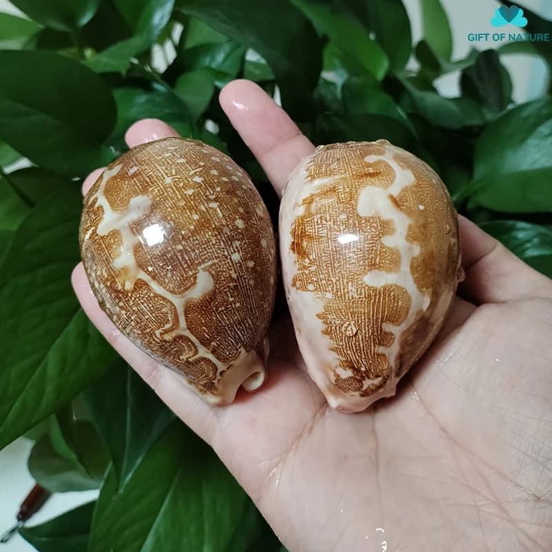 2 PC Map Cowrie Seashells Genuine Polished Mappa Conch Snail Specimen Collectibles Fish Tank Aquarium Landscape Nautical Beach