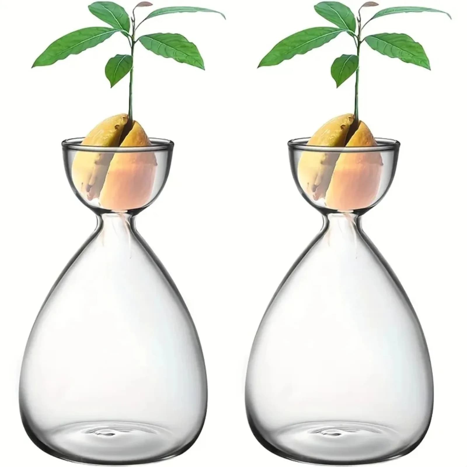Avocado Seed Starter Vase Glass Plant Propagation Station Hydroponic Planter Indoor Gardening Decor Aesthetic Home Desktop