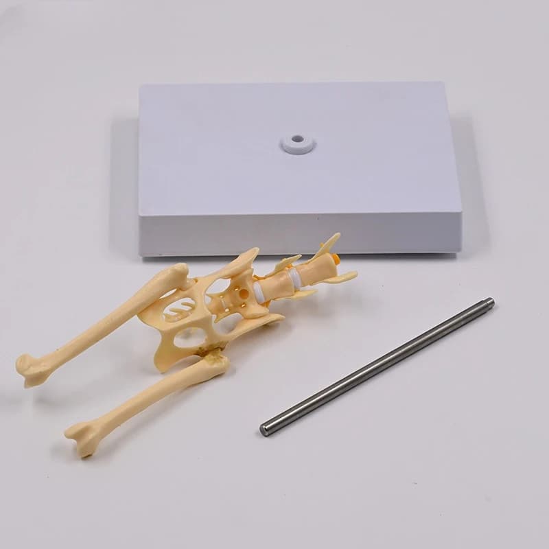 cat pelvis model cat skeleton lumbar coccyx spinal nerve teaching tool