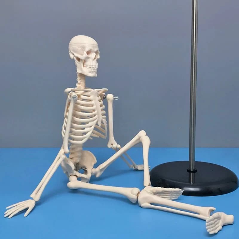 45Cm High Human Skeleton Model Skeleton Skeleton  Shelf Medical Student Xiaobai Teaching Mold Limbs Removable