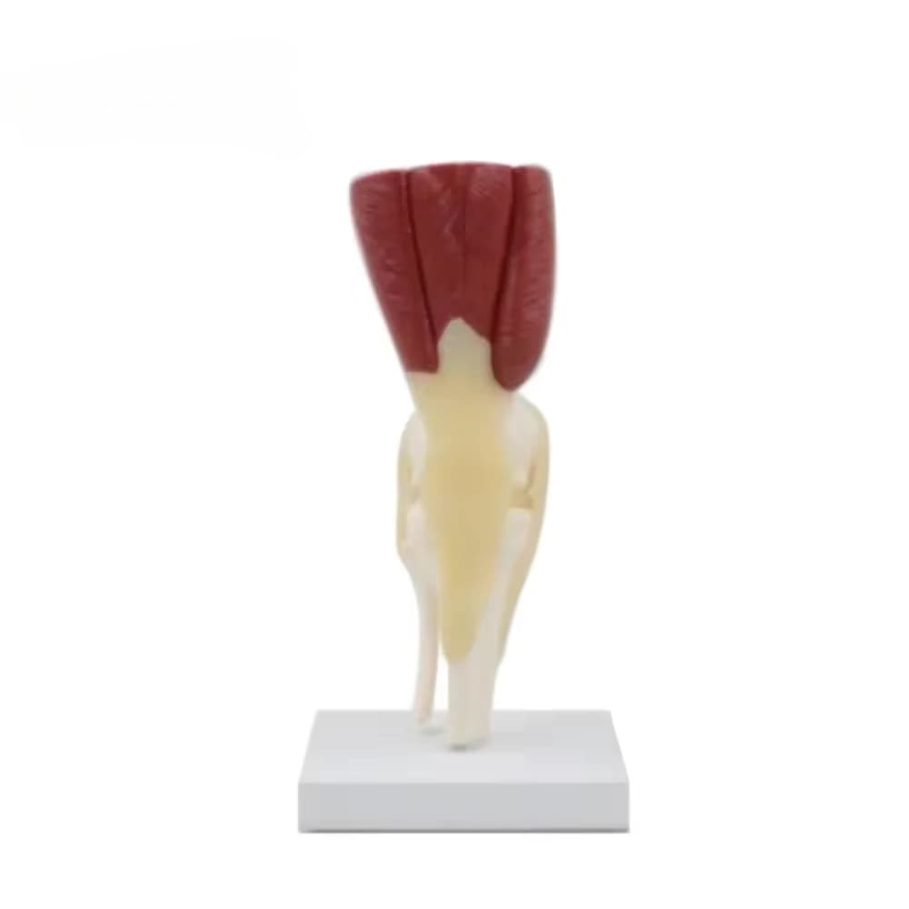 Knee training Human skeleton Knee training Medical anatomy model