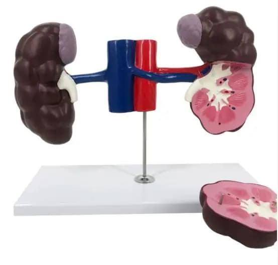 Advanced PVC Bovine Kidney Anatomy Model of Medical Animals for Teaching