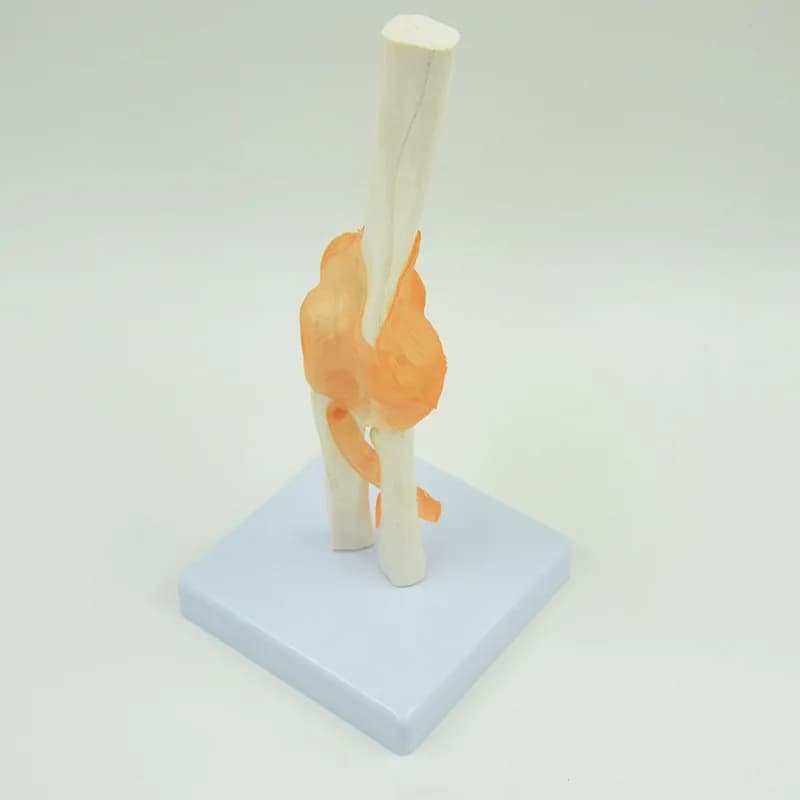 Elbow joint model, human skeleton anatomy teaching model