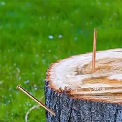 Gardening Solutions 2-inch Tree Stump Killer Stump Removal Spikes Effective Tree Management Non-Disturbing Method