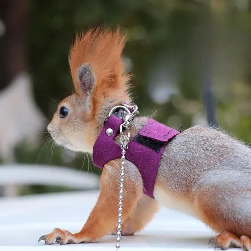 The squirrel leash carries three straps and collars