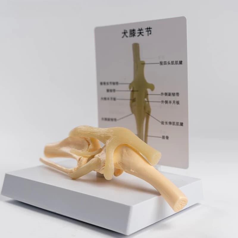 High-quality hot-selling dog knee joint PVC material simulation model