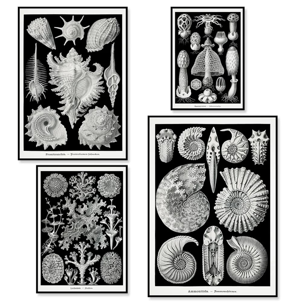 Vintage Gallery Wall Set, Shell Poster, Printable wall art, Coastal Art Print, Nautical Prints,