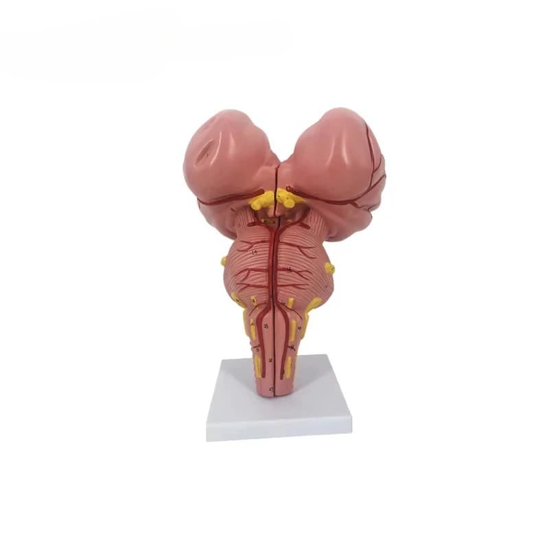 High-quality anatomical human model brainstem medical model