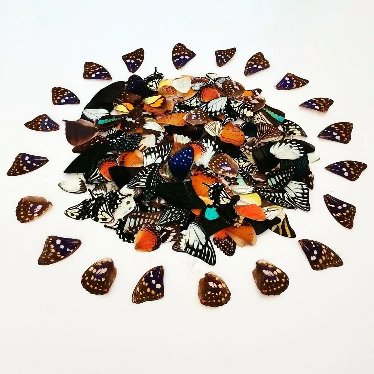 2149 Wholesale 1000 Pcs Butterfly Wings Decorative Painting Clip Art Natural Craft Supply Retro Material Christmas Decor Gifts