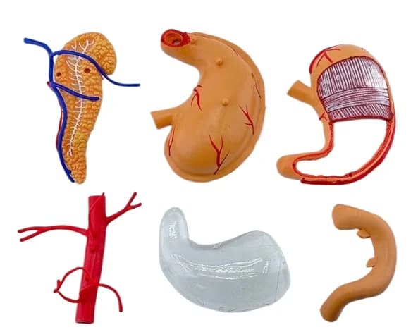 Medical Teaching Human Organ Model 4D Assembled Stomach Structure Anatomy Model  Stomach Anatomy Model