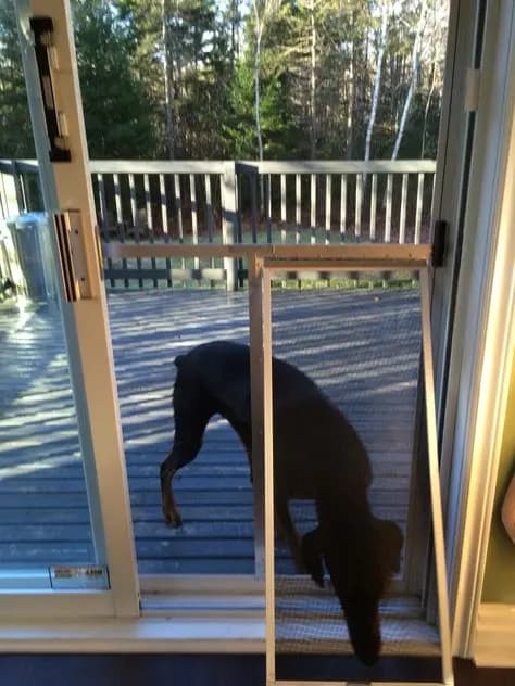 Luxurious Dog Doors With Steel Frame And Durable Swing Double Silicone Magnetic Flaps Or Panels For Heavy-Duty Pet