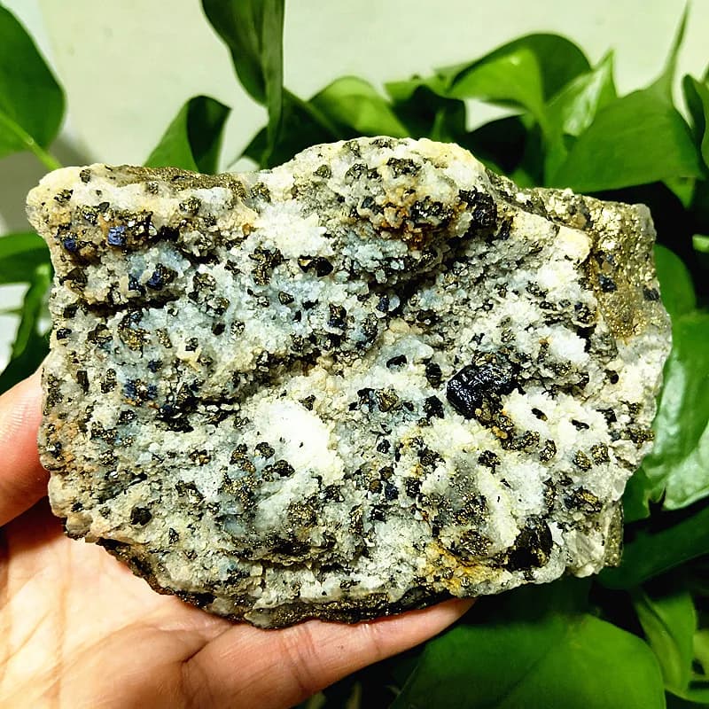 Natural Stone Chrysanthemum Clusters Are Associated With Pyrite Symbiont Specimen Meditation Energy Home Room Decoration
