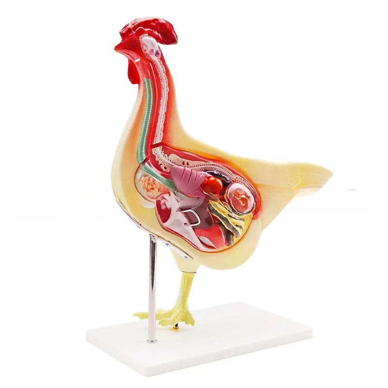 Biological Model Teaching Instrument Chicken Anatomy Model