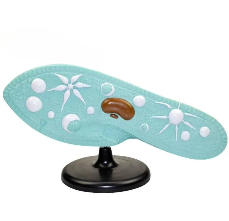 Biological science double hookworm model junior high school biology teaching demonstration education model