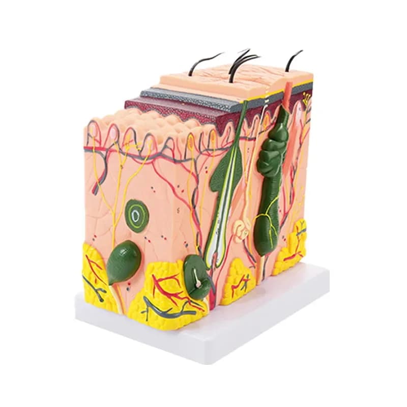 Skin Structure Display Model, Three-Dimensional Anatomy, Beauty Teaching, Medical Research, Tabletop Decoration