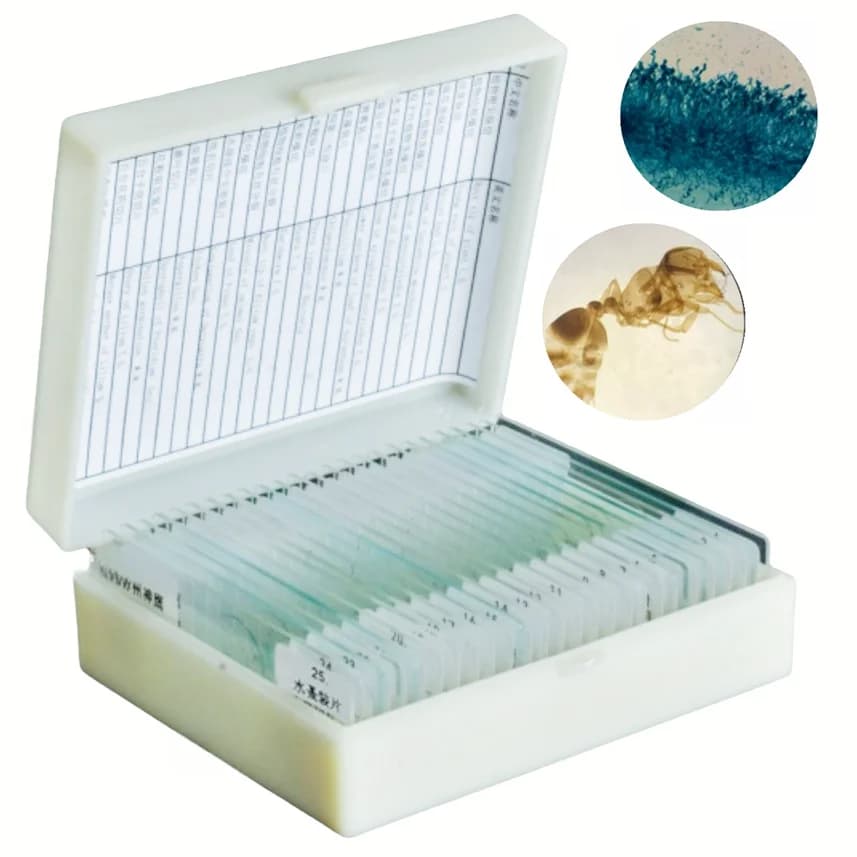 25PC Slices Microscope Slides Plants Animal Human Tissue Specimen Water Flea Sample Section Biological Permanent Slicing Lab