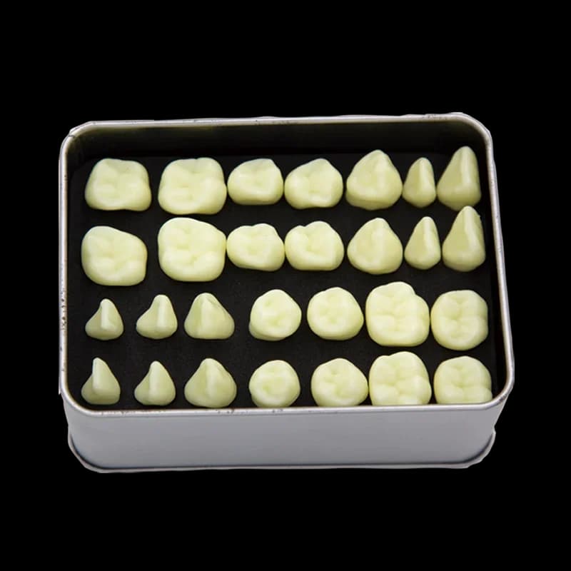 standard carved tooth model Oral dentals materials doctor-patient communication teeth model 28pcs