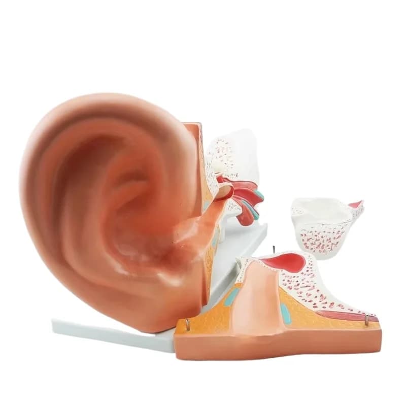 The best-selling new giant ear model ear anatomy teaching model