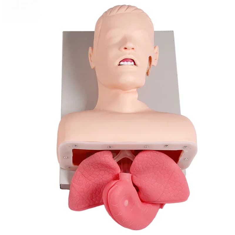 Advanced Human Endotracheal Intubation Training Model Adult Newborn Infant Children Endotracheal Intubation Oral Nose