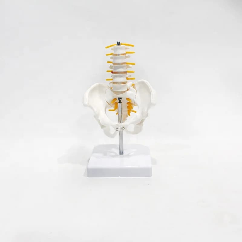 Human Lumbar Spine Model Anatomy Five-segment Lumbar Spine Model