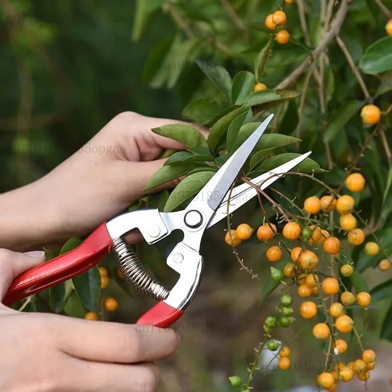 Fruit picking shears picking prickly ash gardening shears branch shears pruning