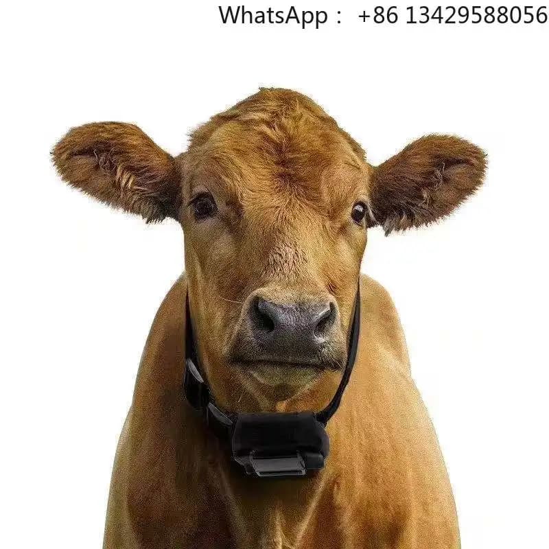 10000mAh Livestock Cow Gps Tracker Cattle Gps Collar Live Tracking Horse Sheep Pet Gps Tracker Mini Waterproof Cow   Locator