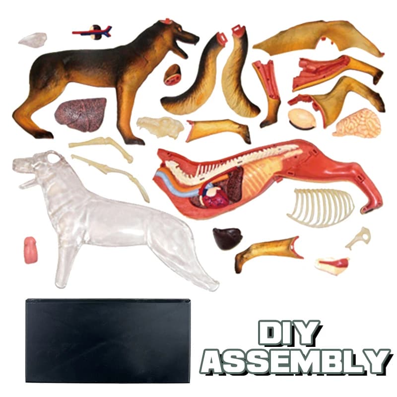 Wolf Dog Visceral Skeleton Assembly Model Animal Science Educational Teaching Tool