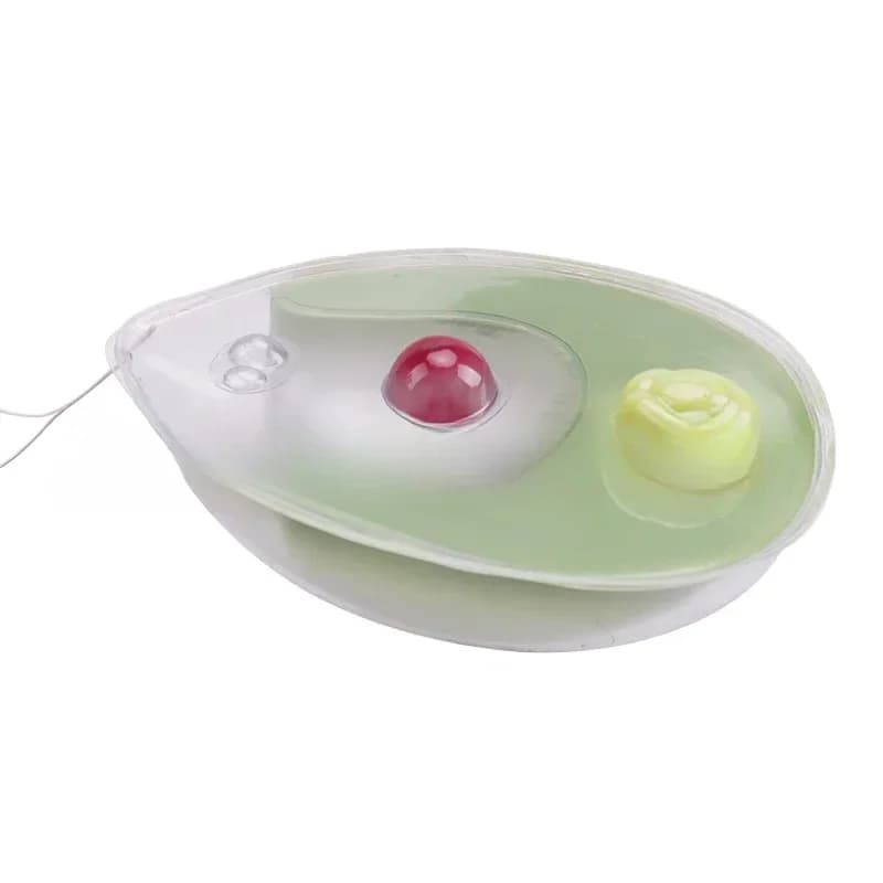 Chlamydia modeling, biomedical teaching