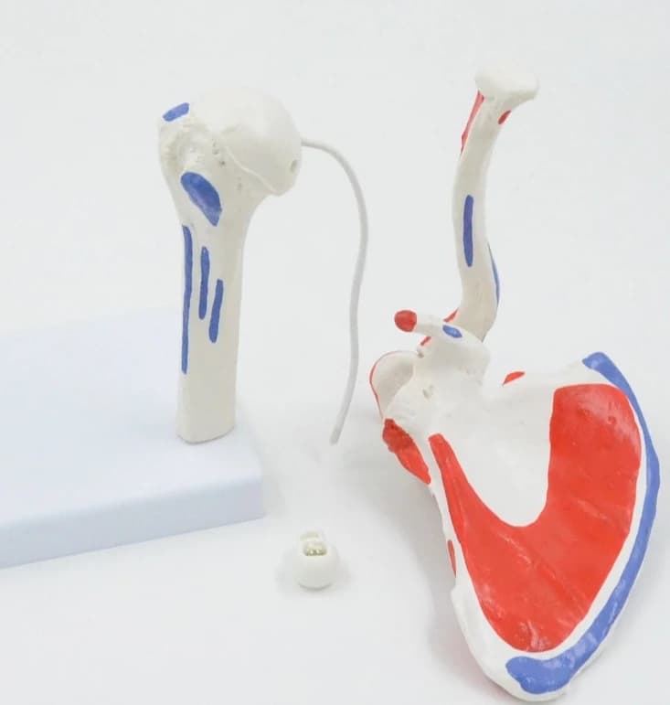 Shoulder joint model removable and flexible orthopedic teaching demonstration props with muscle start and end points