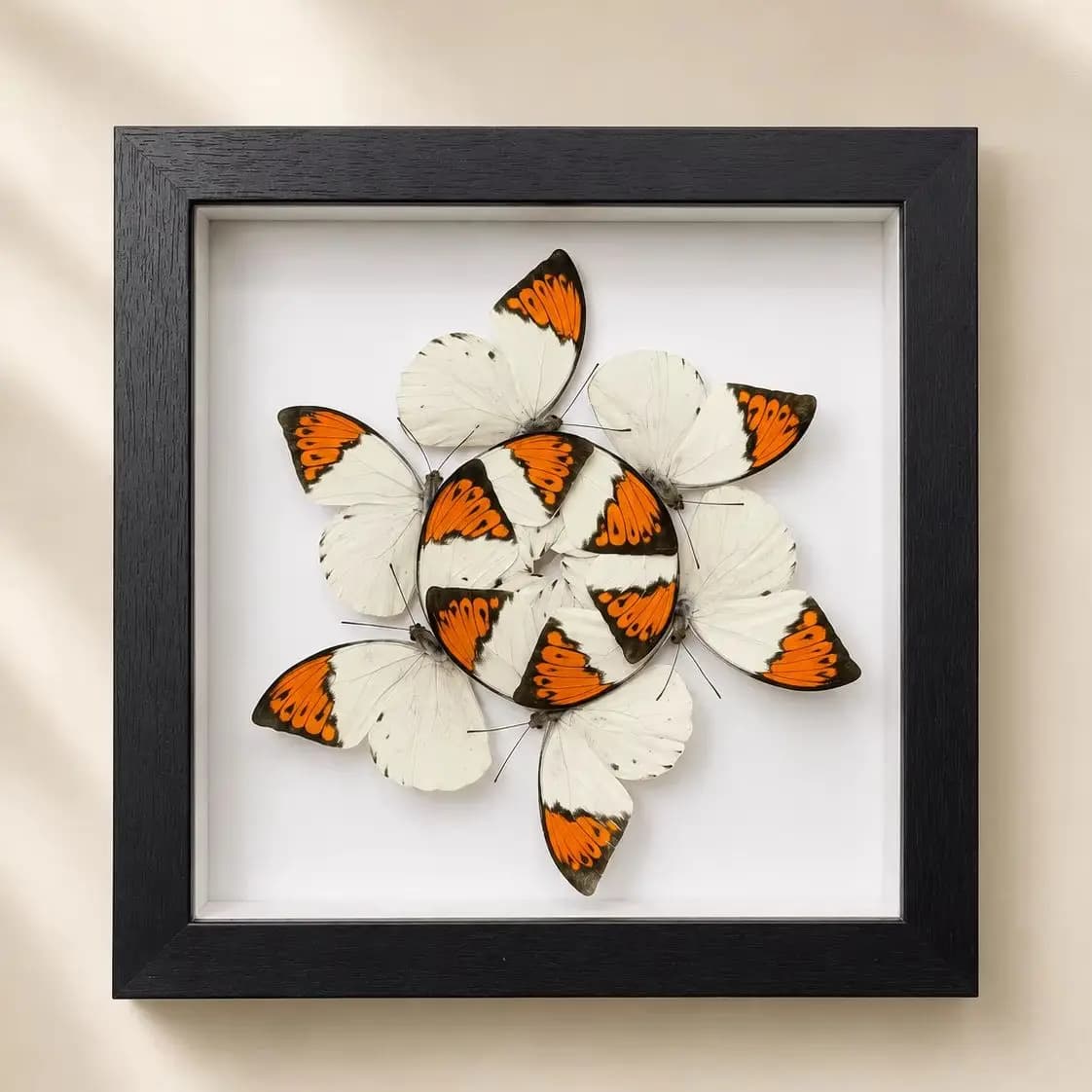 Butterfly Display, 20x20cm Wooden Frame, Butterfly Spiral Wall Decor for Nature Lovers