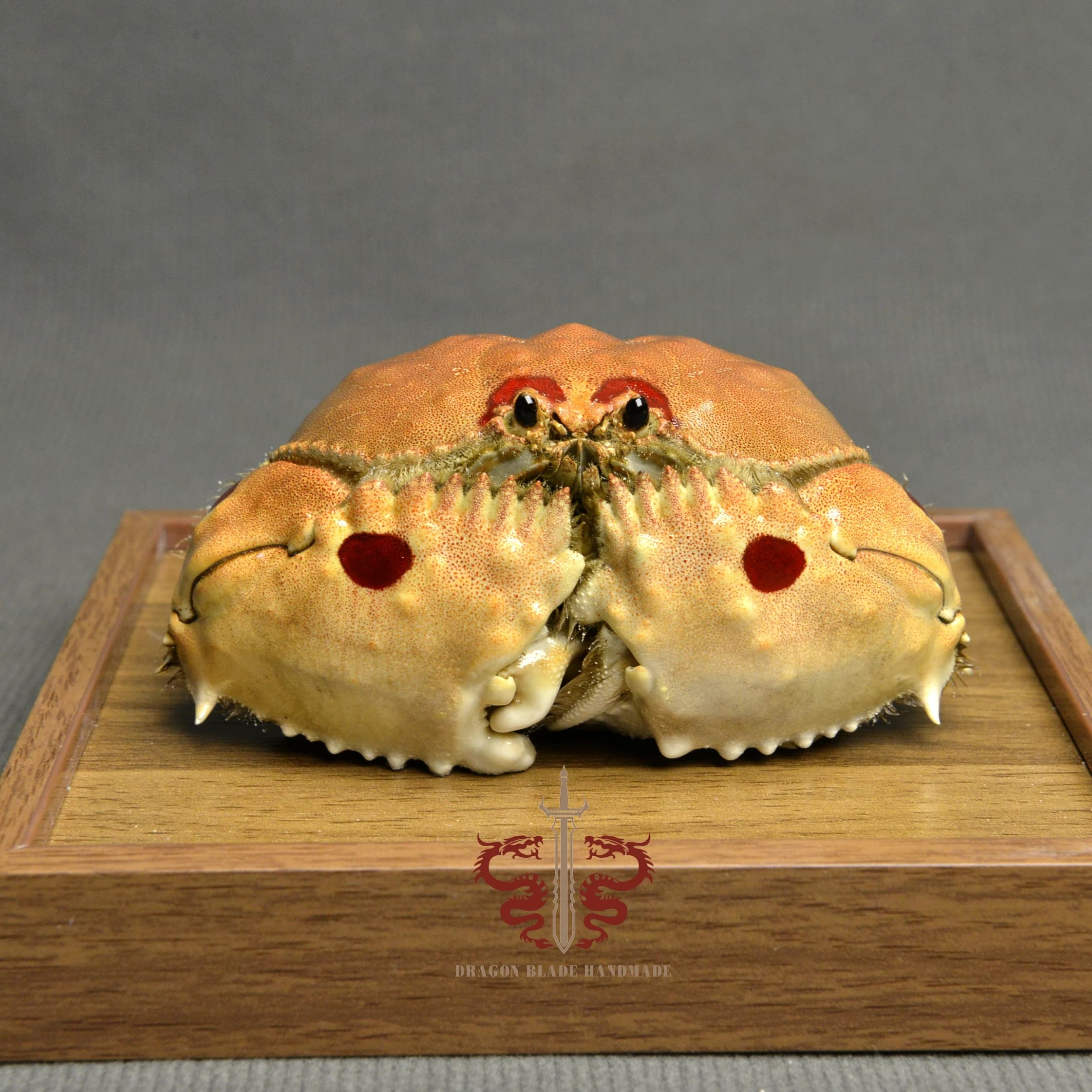 Crab specimen Calappa philargius, museum-quality taxidermy & display box, Collection Home Decor Ornament Desk Decoration