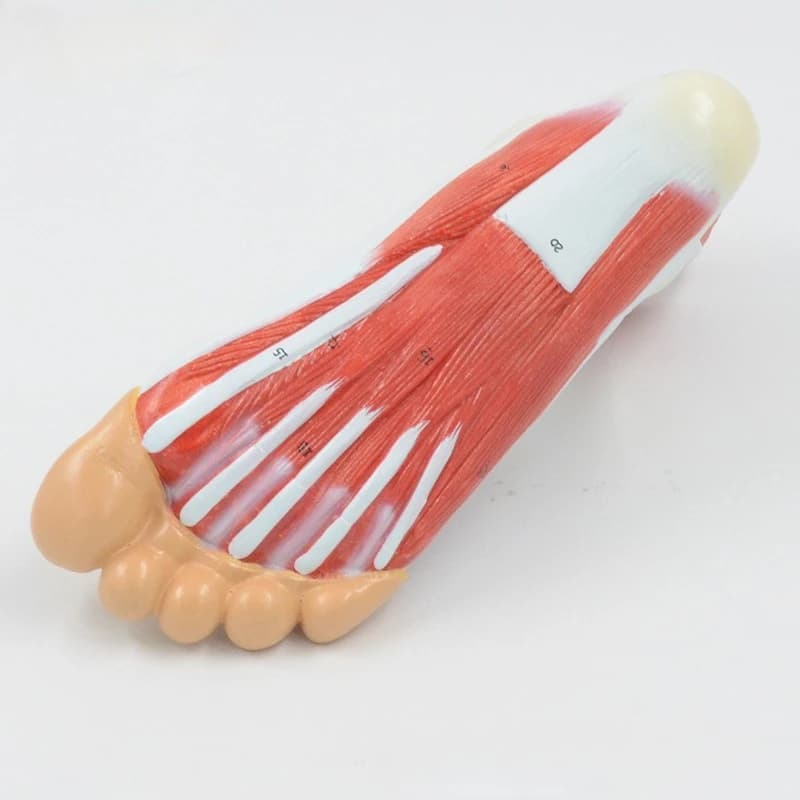 Foot Anatomy Model, Foot Muscle Vascular Skeleton Teaching Model