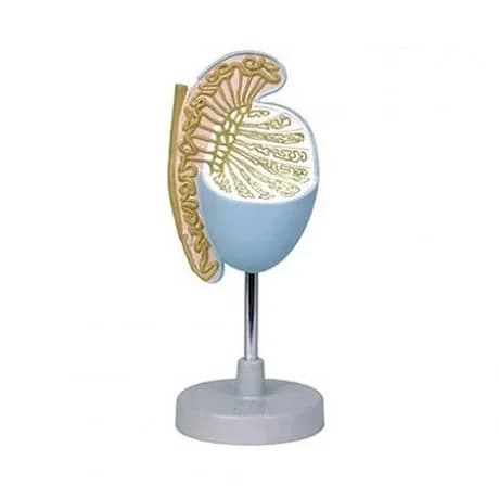 Testicular anatomy model, medical teaching equipment, male reproductive system mold