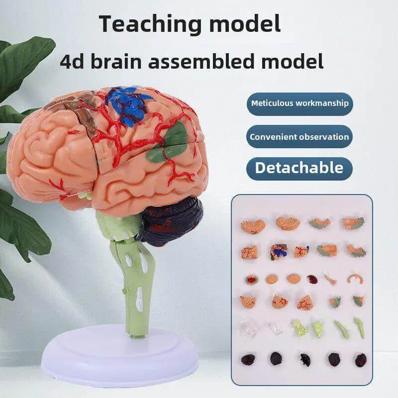 Human Brain Anatomy Model Human Organ Structure Teaching Model 4D Cerebellum Removable