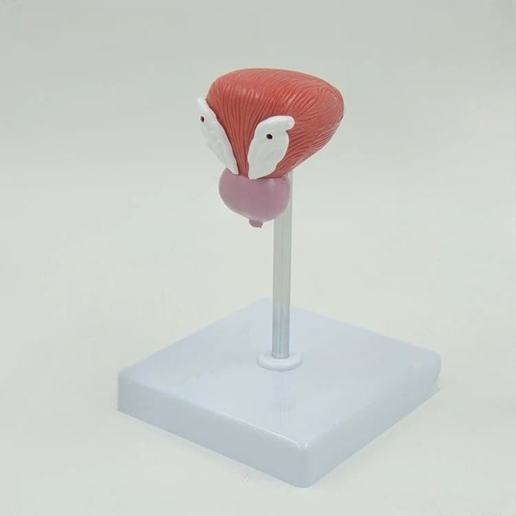 Male bladder prostate urethra anatomy model, teaching urology model