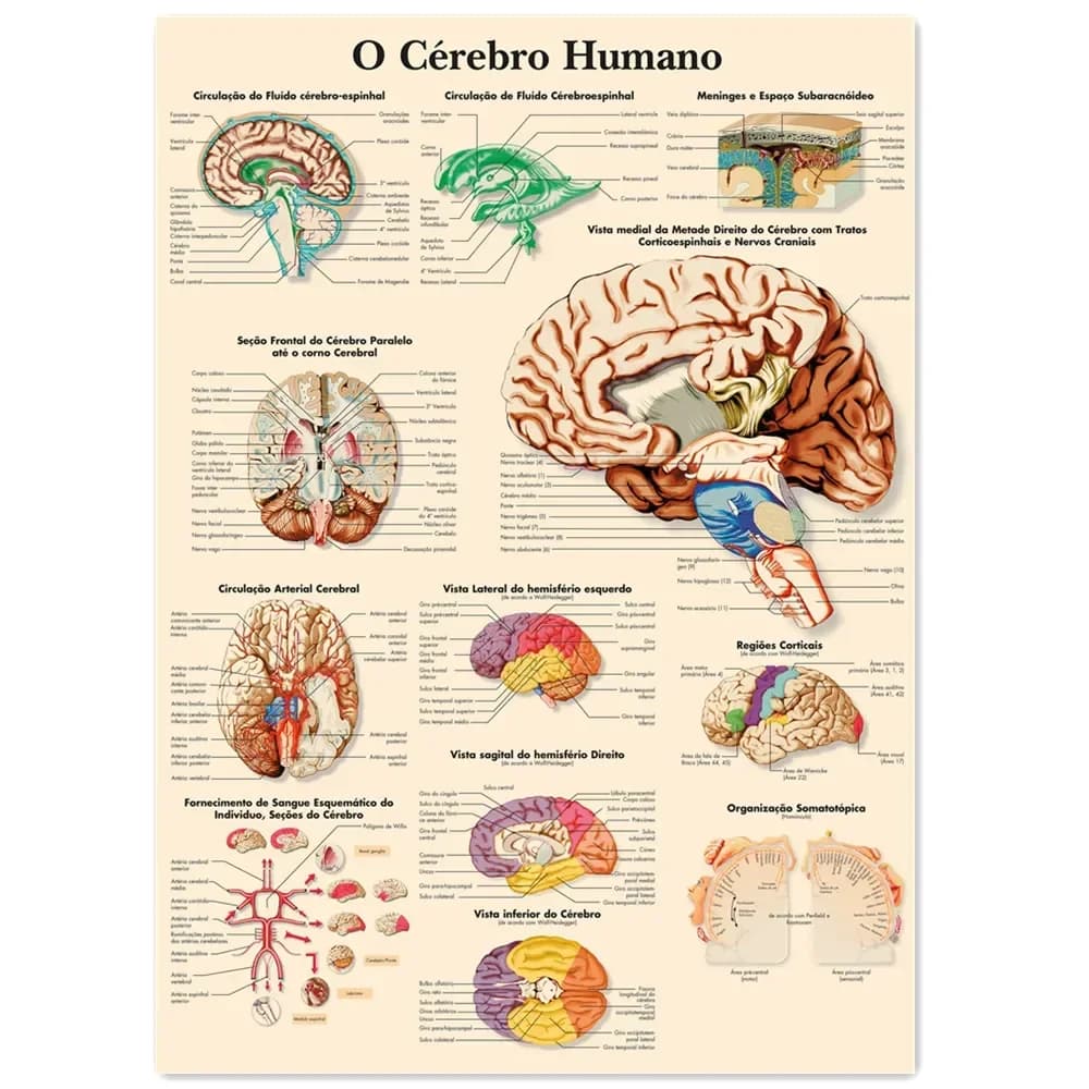 El cerebro humano (Spanish) Vintage Kraft Paper Wall Art Painting Human Anatomy Medical Posters Prints Wall Stickers Decor Chart
