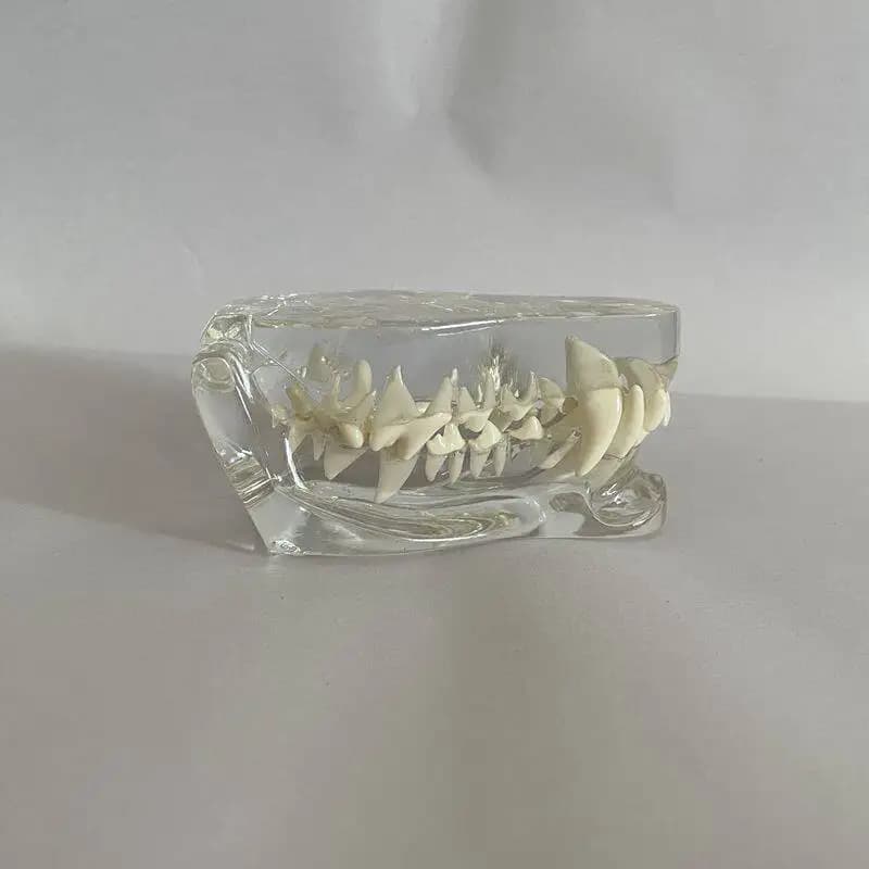 Dog Tooth Model Upper and Lower Jaw Transparent Dog Tooth Mold Veterinary Teaching Mold