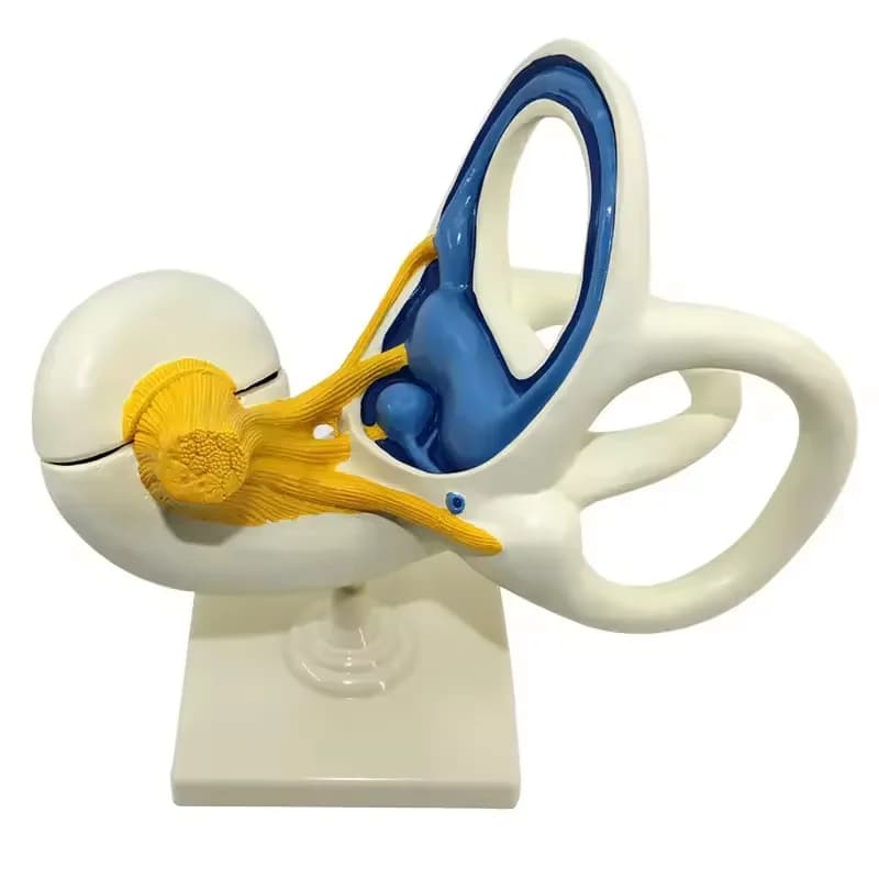Medical inner ear maze anatomy model enlarged ear mold human ear model