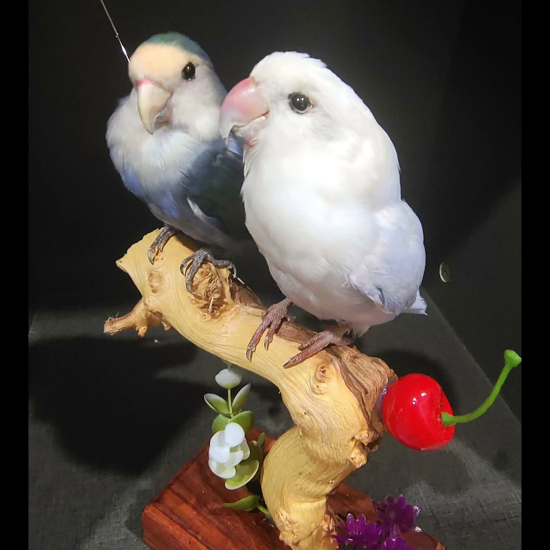 2067 Boutique Vintage Style Artificial Lovebird Parrot Model on Natural Looking Faux Wood Resin Sculpture Creative Handmade