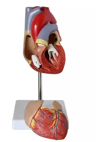 Classic Heart Anatomy Model With Bypass for Medical Science Education