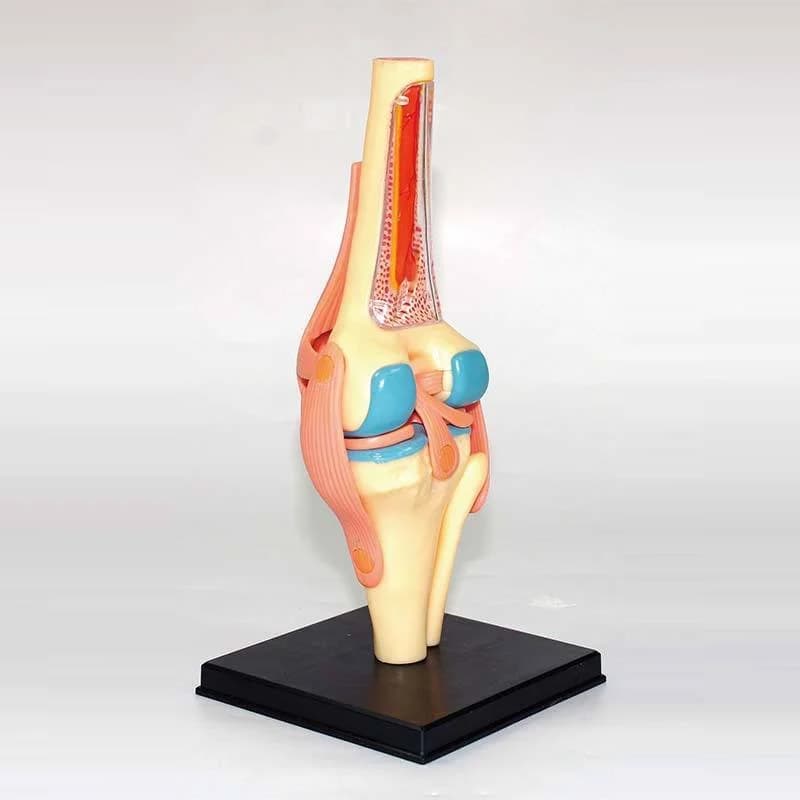 Medical anatomical model of knee joint, ligament and ligament