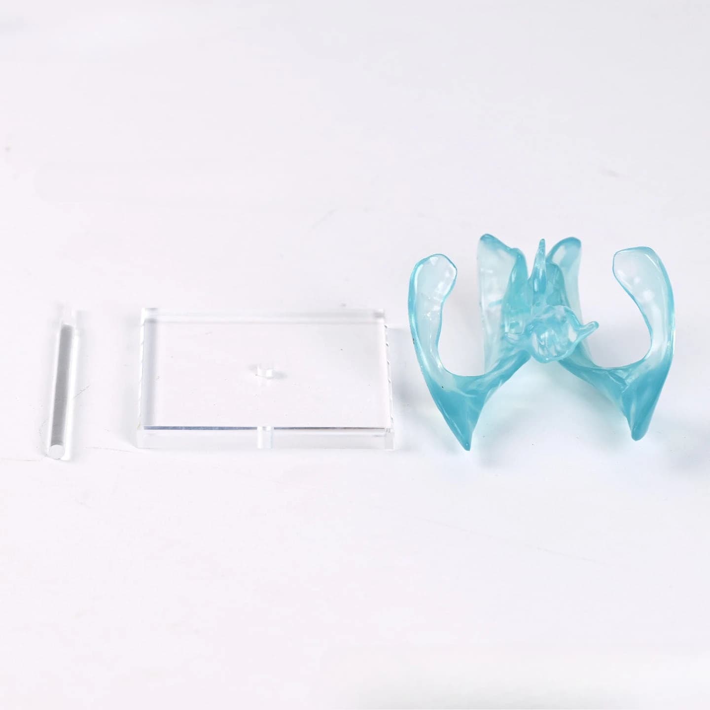 Medical transparent ventricle model with acrylic base